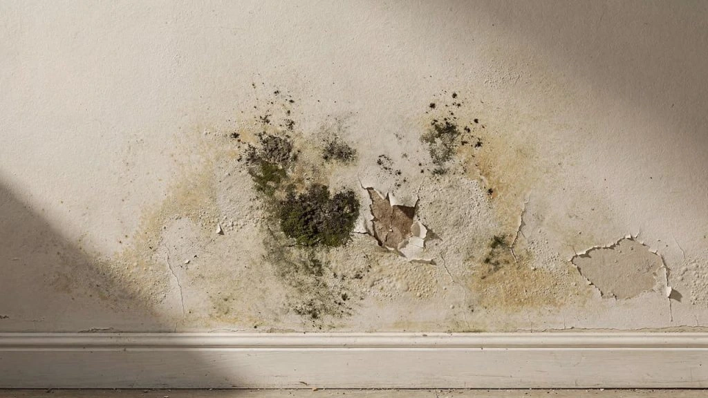 Mold growth on an interior wall that needs moisture correction